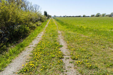Fototapeta na wymiar Yellow dandelions blossom by a country road
