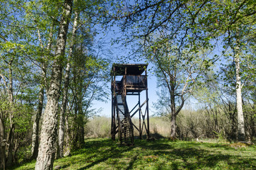 Bird watching tower in a beautiful deciduous forest by springtime