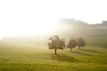 trees in the fog on a green field atrees in the fog on a green field at sunrise