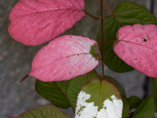 Variegated-leaf hardy kiwi or Actinidia kolomikta, an ornamental a woody climbing plant native of...