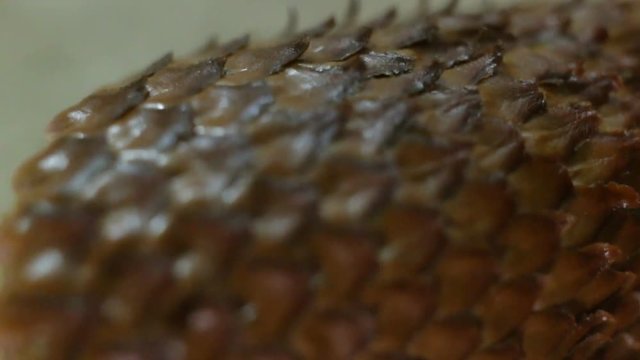 Snake fruit Salak extreme closeup. Snake fruit skin on the reverse side, the object moves around its axis, real time.