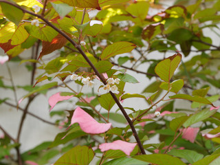 Variegated-leaf hardy kiwi or Actinidia kolomikta, an ornamental a woody climbing plant native of cold region of asia with colored leaves and little white flowers.