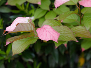 Variegated-leaf hardy kiwi or Actinidia kolomikta, an ornamental a woody climbing plant native of...