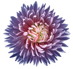 blue-purple aster flower, white isolated background with clipping path. Nature. Closeup no shadows.