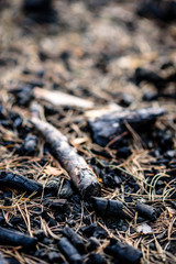 Coals from fire in forest.