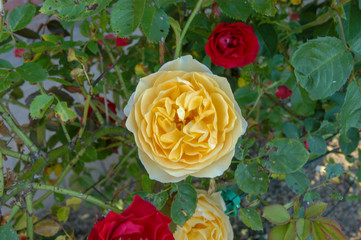 Rosenblüte