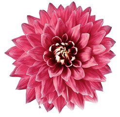 pink  flower dahlia on a white background isolated with clipping path. Closeup. big  flower for design. Dahlia.