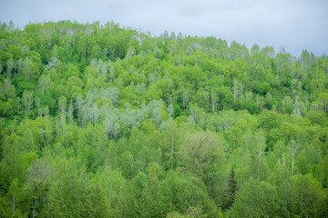 Variety of Greens in the Hardwood Forest
