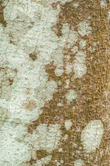 Old wood tree bark texture background
