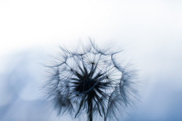 Abstract dandelion seeds over clear background. Blowing in blank scenery