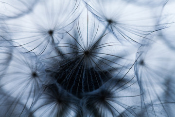 Close up abstract dandelion seeds background Blowing away. Isolated pattern