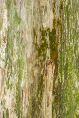 Old wood tree bark texture background