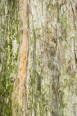 Old wood tree bark texture background