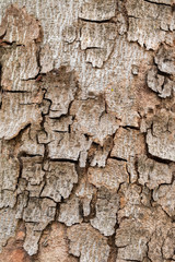 Old wood tree bark texture background