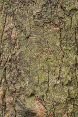 Old wood tree bark texture background