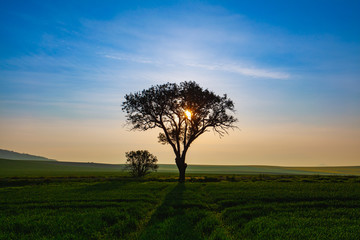 Fototapeta na wymiar Lonely tree in Central Bohemian Highlands, Czech Republic.