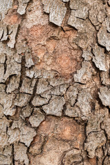Old wood tree bark texture background