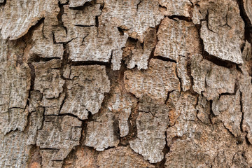 Old wood tree bark texture background