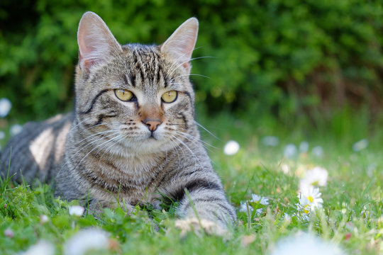 Cat lying on the grass