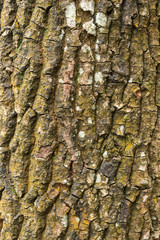 Old wood tree bark texture background