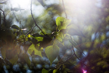 Abstract blurred natural background with tree foliage, bokeh and back light