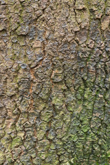 Old wood tree bark texture background