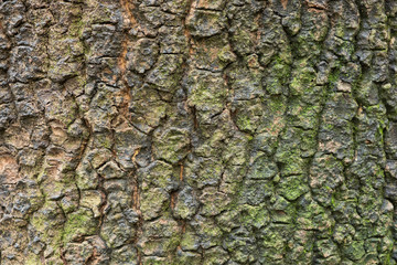 Old wood tree bark texture background