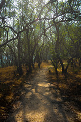 sunset in the forest