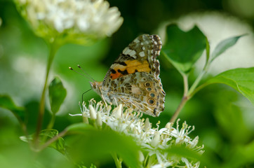 butterfly on flowers in spring