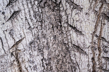 Old wood tree bark texture background