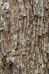 Old wood tree bark texture background