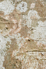 Old wood tree bark texture background