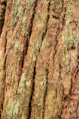 Old wood tree bark texture background