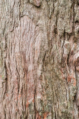 Old wood tree bark texture background
