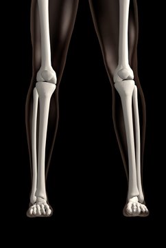 3d rendering of the leg bones in both legs, in standing position over black background
