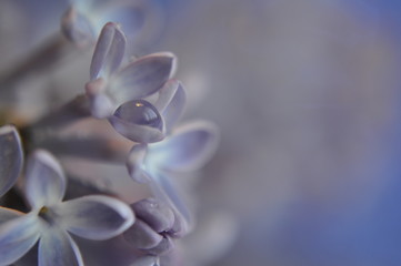 Closeup of a lilac flowers on light purple-blue background.