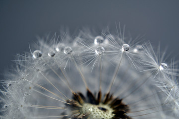 Macro dew drops on a dandelion seeds on gray background. An artistic picture of dandelion flower.