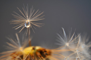 Macro dandelion seed with the water drop on gray background. An artistic picture of dandelion flower.