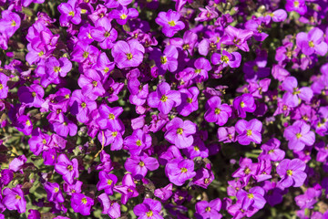 Fototapeta na wymiar Blossomed purple Trailing Lobelia flowers /Lobelia Erinus Sapphire/ or edging Lobelia in a shiny spring day.