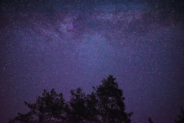 Fototapeta na wymiar Starry sky and tree silhoettes in a summer night