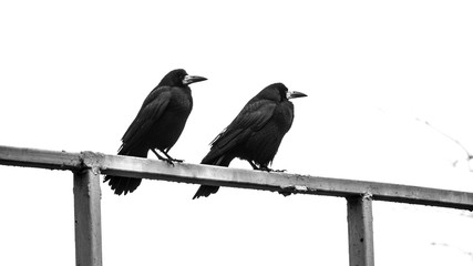 crows