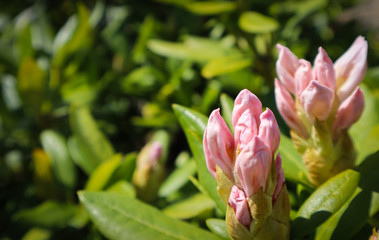 Opening of beautiful white flower of Rhododendron Cunningham's White in spring garden. Gardening concept