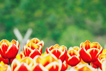 チューリップ公園（かみゆうべつ）