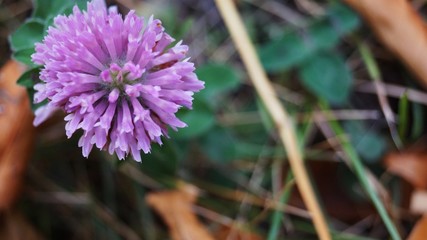 flower in the garden