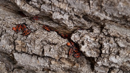 texture of bark of a tree