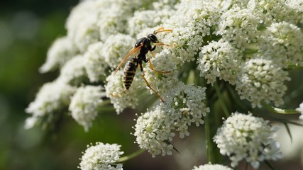 bee on flower