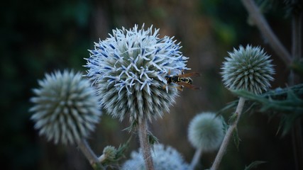 wild thistle flower