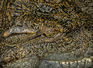 Crocodiles head in detail with opened eye