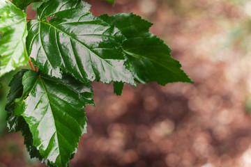 wet green leaves of trees after rain, there is a copy space for text