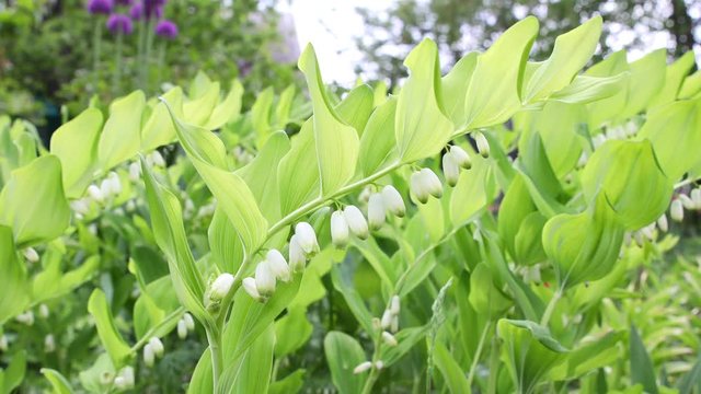 Flowering plant of Polygonatum multiflorum in back lit against blurred background. Also known as Solomon's seal, David's harp, ladder-to-heaven or Eurasian Solomon's seal